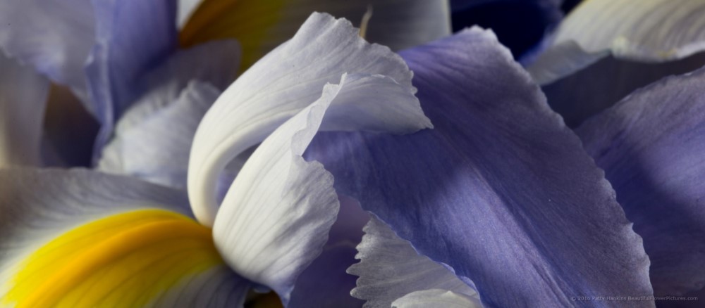 Lavender Siberian Irises © 2016 Patty Hankins