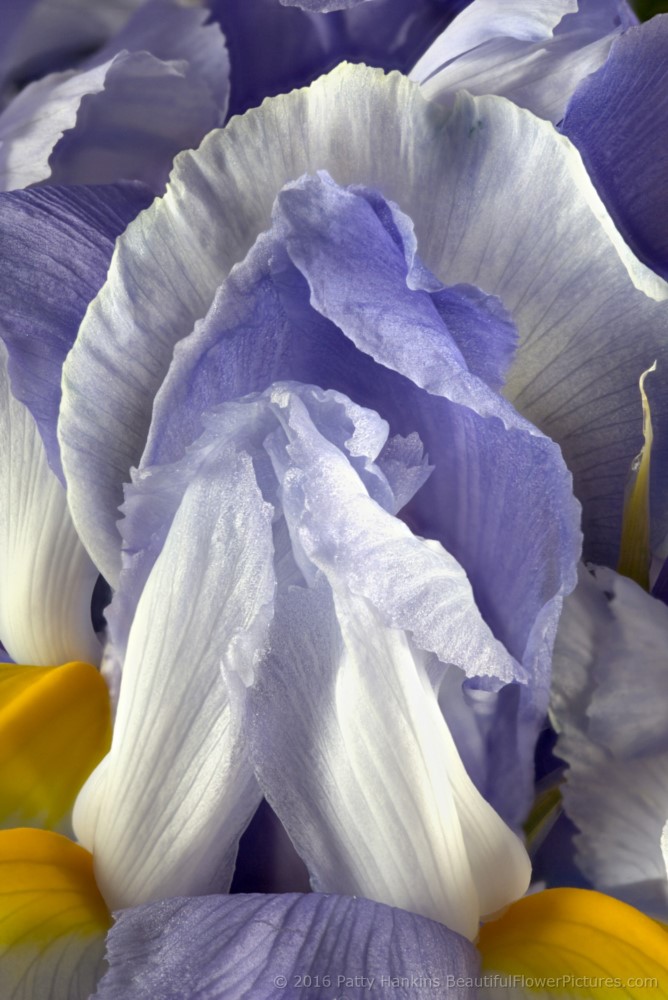 Lavender Siberian Irises © 2016 Patty Hankins