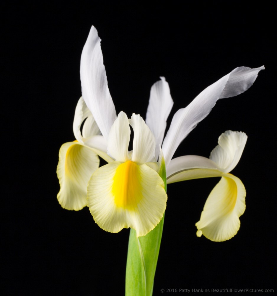 Yellow & White Siberian Iris © 2016 Patty Hankins