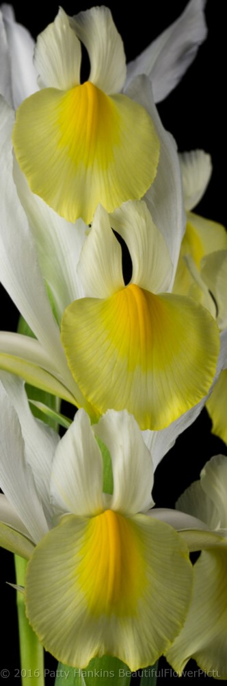 Yellow & White Siberian Irises © 2016 Patty Hankins