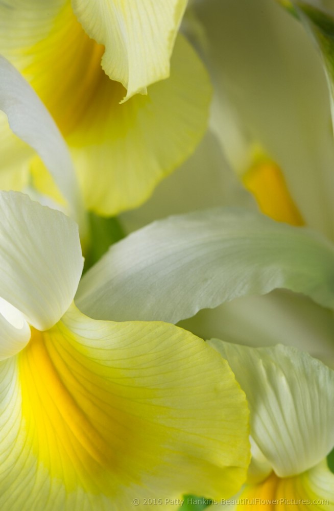 Yellow & White Siberian Irises © 2016 Patty Hankins