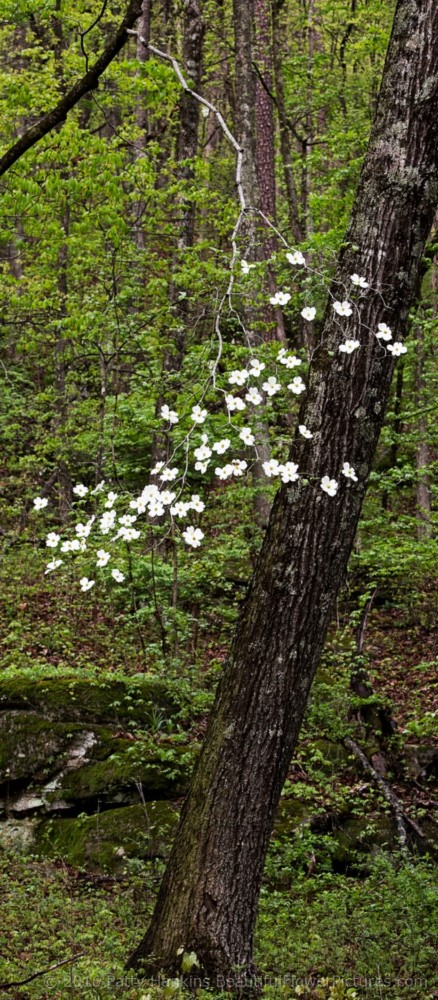 Dogwood in the Woods © 2016 Patty Hankins