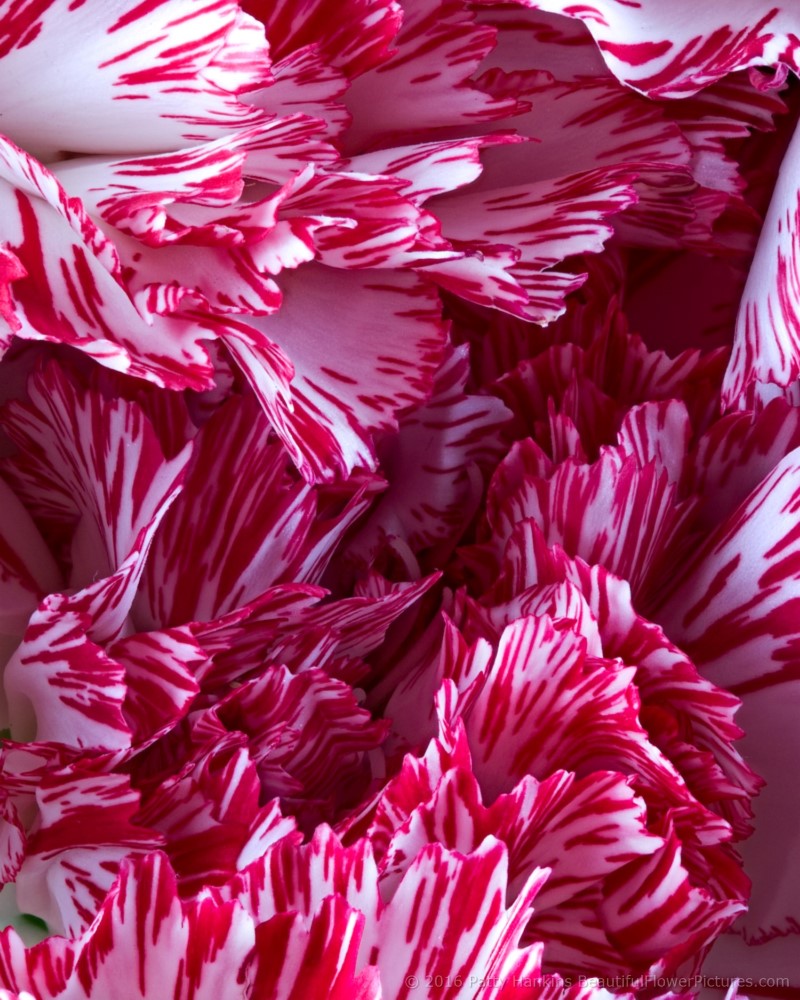 Peppermint Carnations © 2016 Patty Hankins
