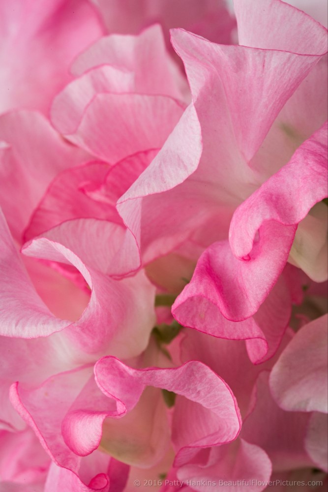 New Photo: Pink Sweet Peas | Beautiful Flower Pictures Blog