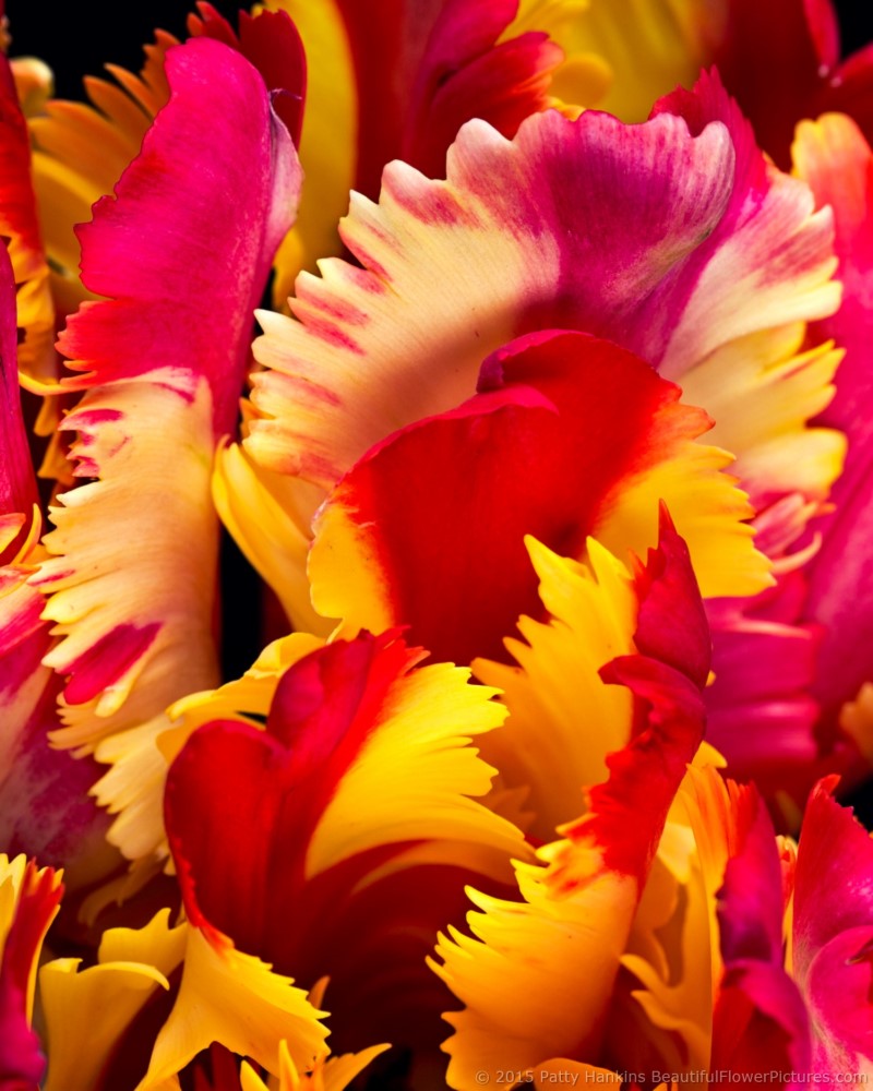 Petals of a Flaming Parrot Tulip © 2015 Patty Hankins