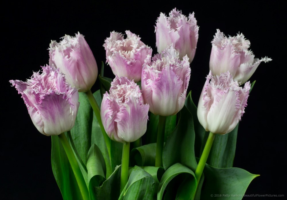 Purple & White Fringed Tulips © 2016 Patty Hankins