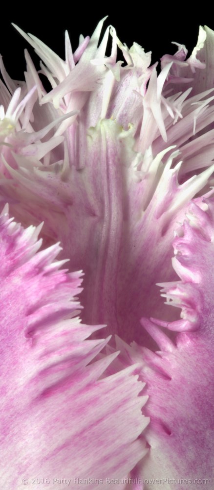 Purple & White Fringed Tulip © 2016 Patty Hankins