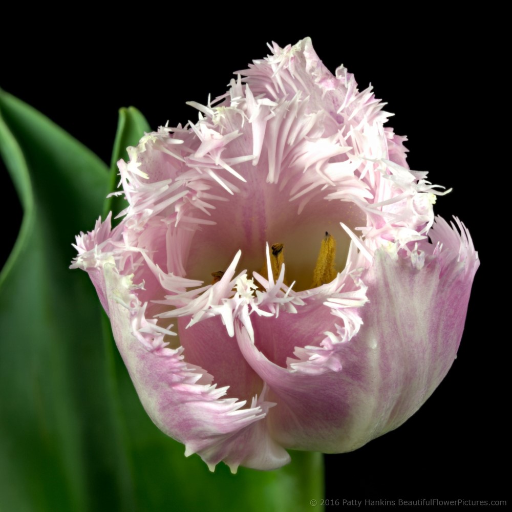 Purple & White Fringed Tulip © 2016 Patty Hankins