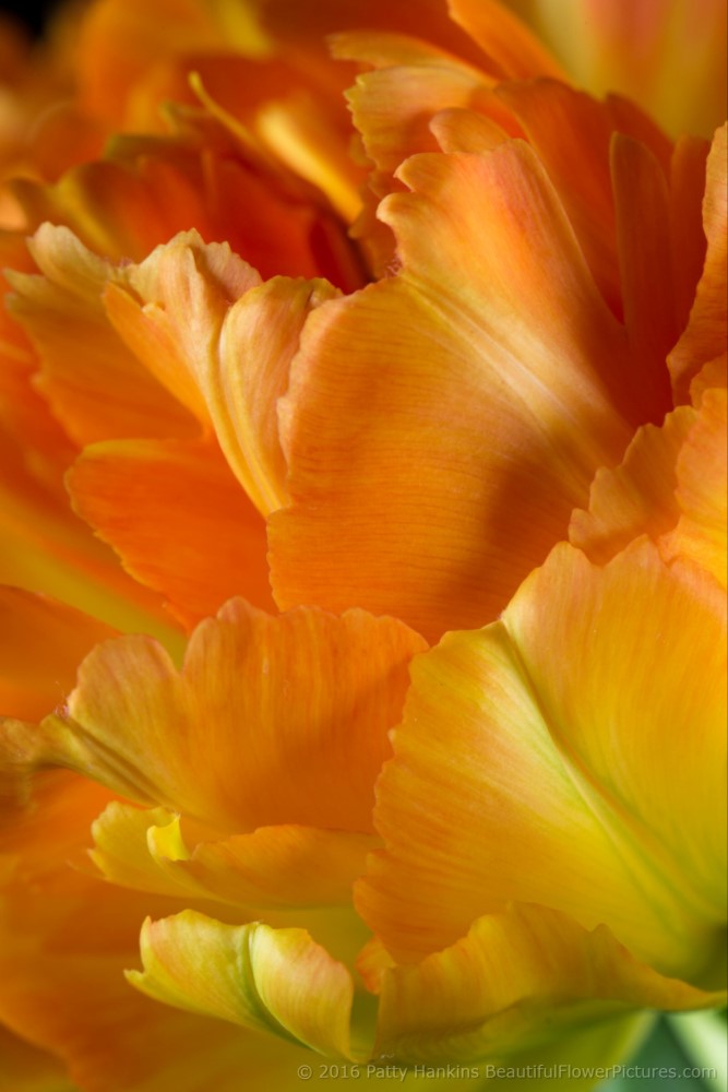 Orange & Yellow Tulips © 2016 Patty Hankins