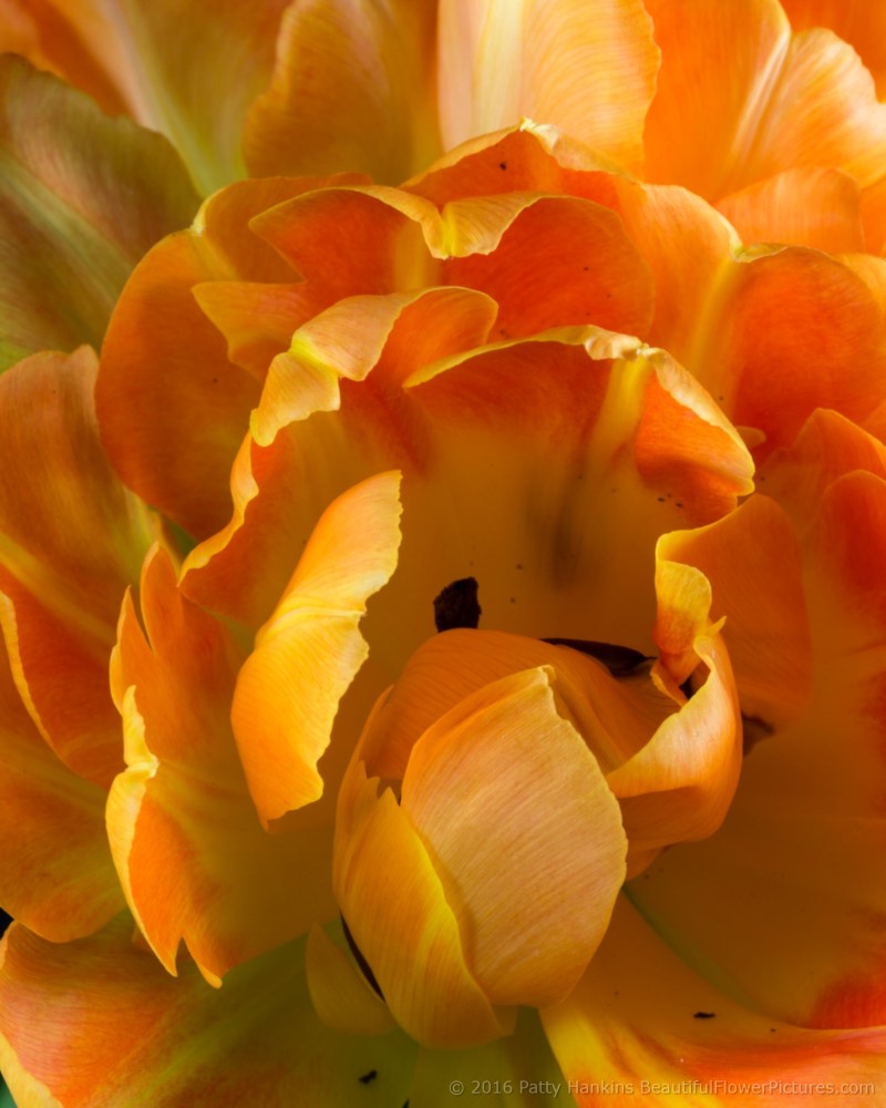 Orange & Yellow Tulips © 2016 Patty Hankins