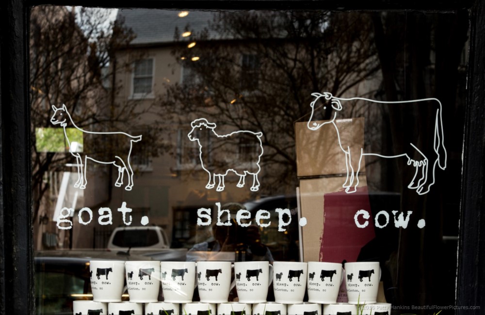 Goat. Sheep. Cow. Sign, Charleston, South Carolina © 2016 Patty Hankins