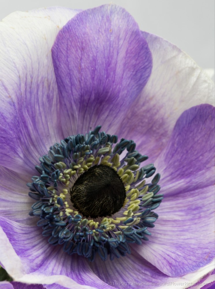 Purple Poppy Anemones © 2016 Patty Hankins
