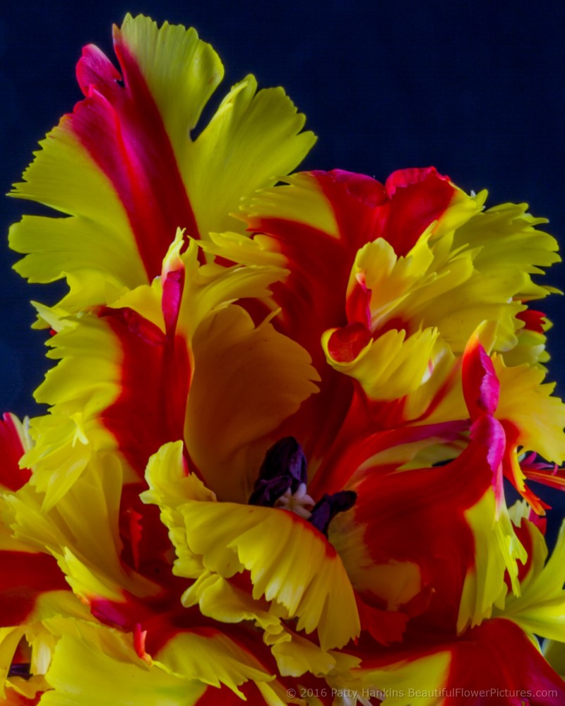 Flaming Parrot Tulips © 2016 Patty Hankins