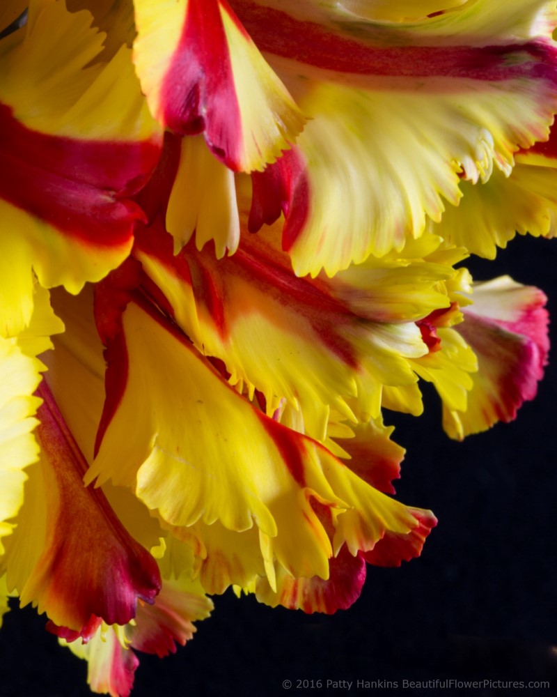 Flaming Parrot Tulips © 2016 Patty Hankins