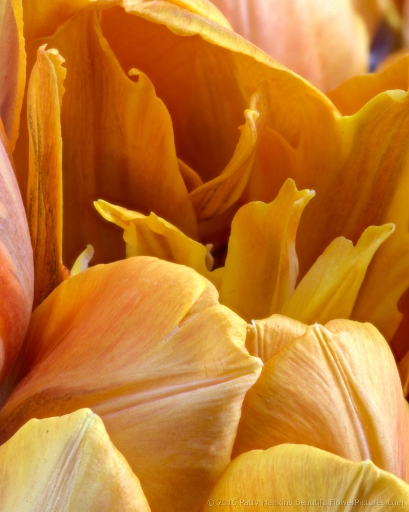 Orange Tulips © 2016 Patty Hankins