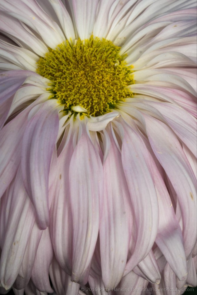 Bill Holden Chrysanthemum © 2016 Patty Hankins