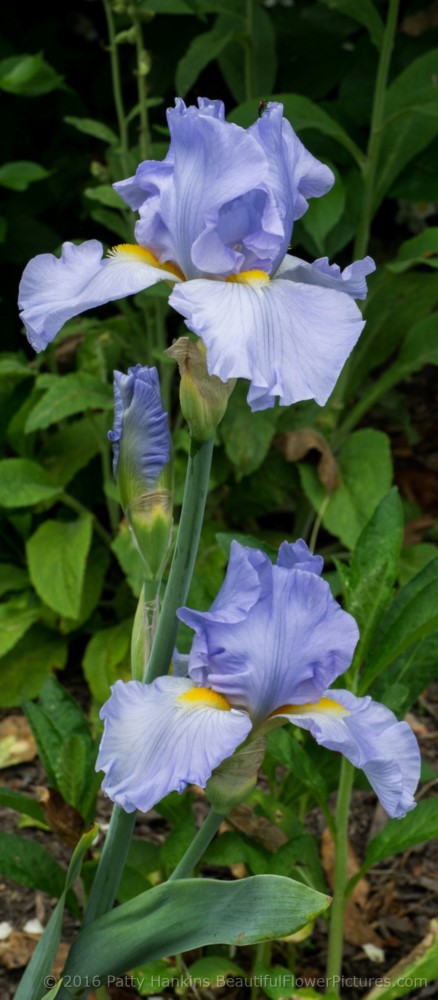 Spooned Fantom Bearded Iris © 2016 Patty Hankins