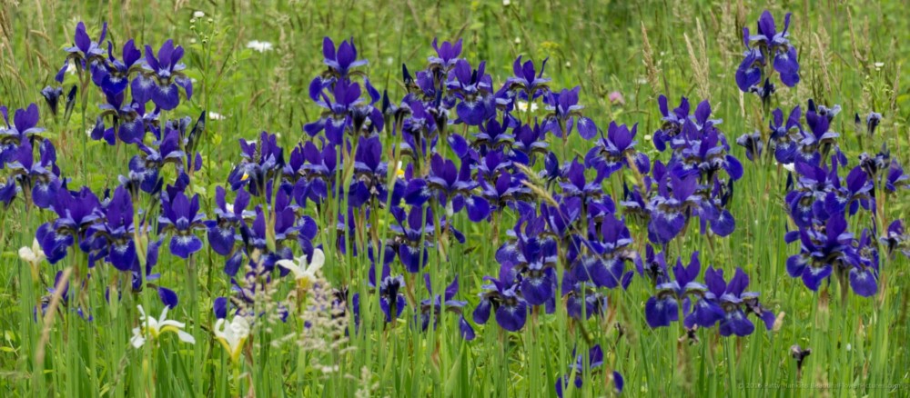 Siberian Irises in a Field © 2016 Patty Hankins