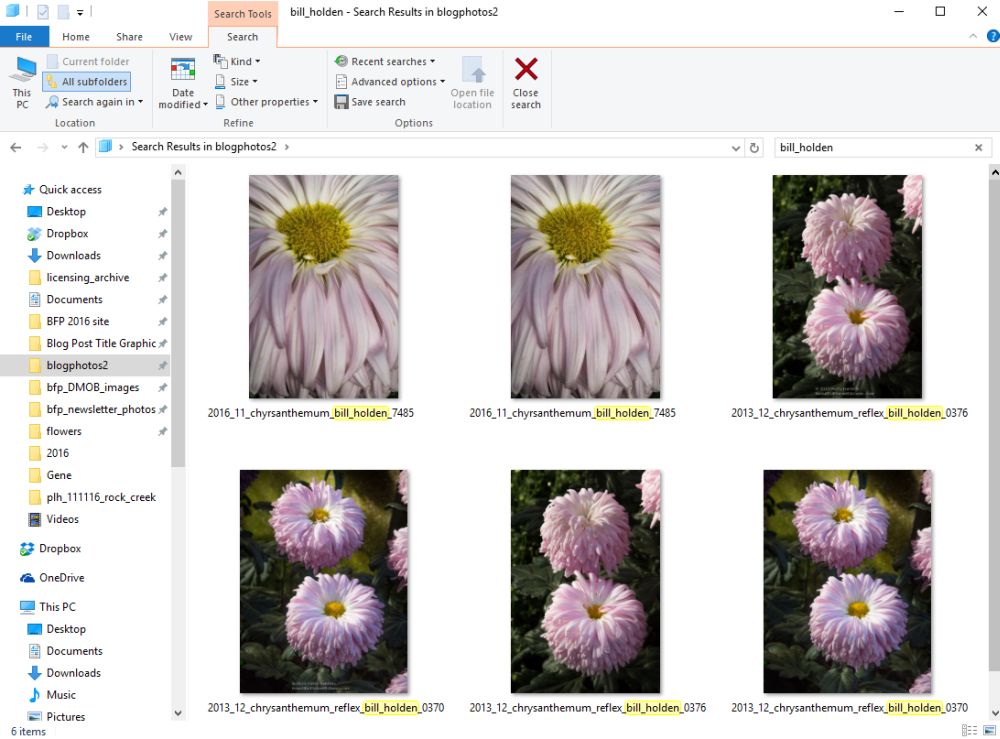 Windows Search for Bill Holden Chrysanthemum 