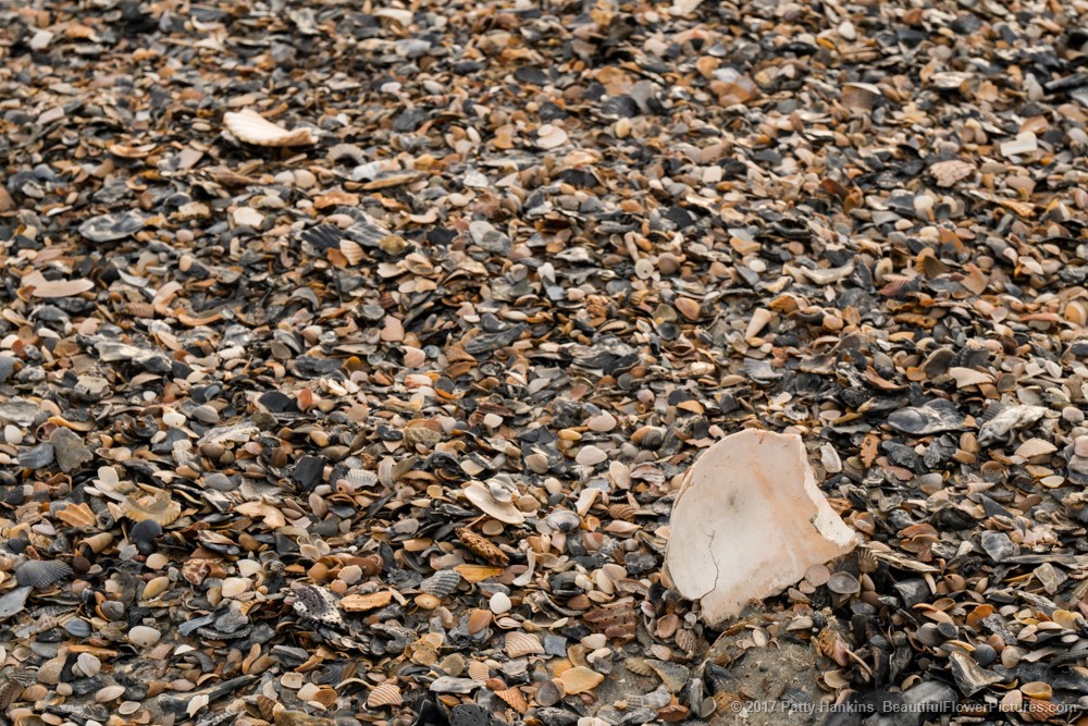 Shells on the Beach at Tybee Island, GA © 2017 Patty Hankins