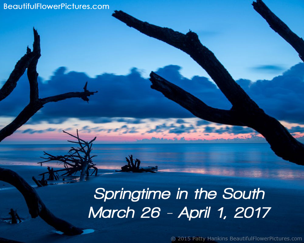 Springtime in the South Workshop March 2017