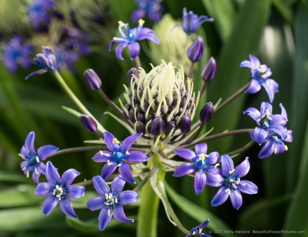 Sapphire Blue Cuban Lilies © 2017 Patty Hankins