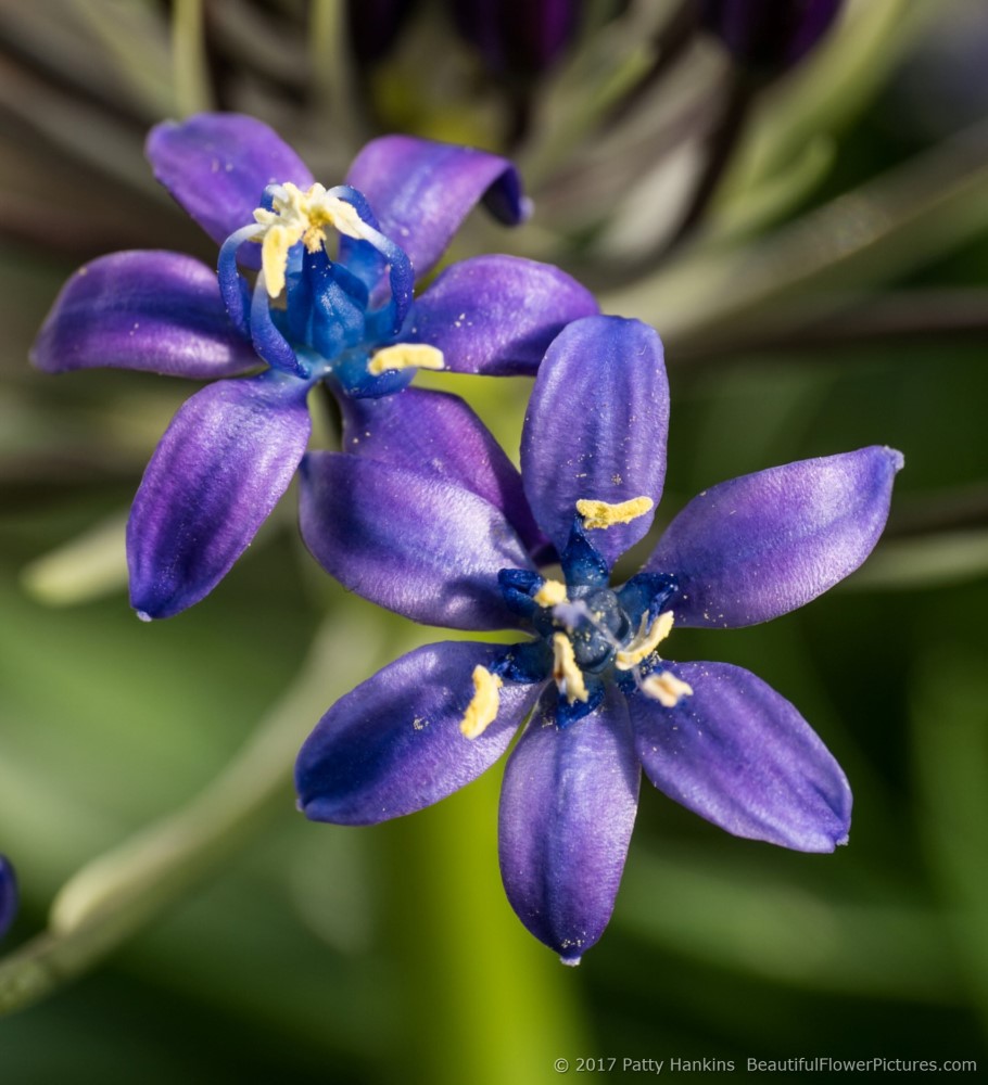 Sapphire Blue Cuban Lilies © 2017 Patty Hankins