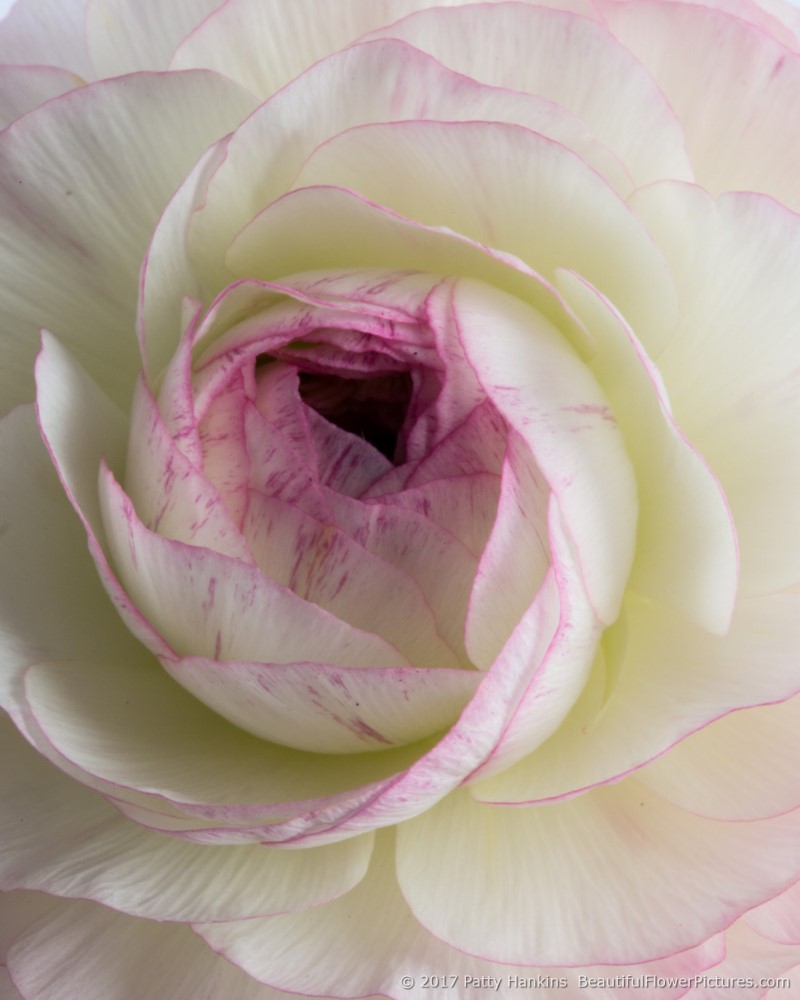 Pink & White Ranunculus ©2017 Patty Hankins