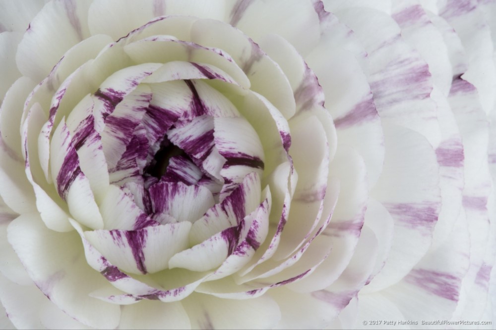 Purple & White Ranunculus ©2017 Patty Hankins