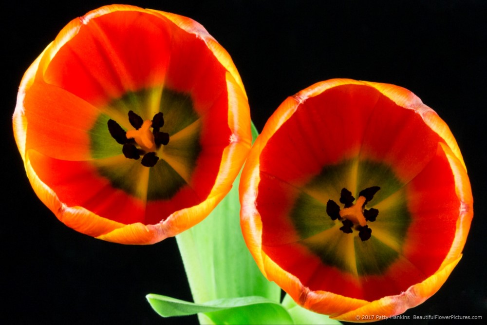 Orange Tulips © 2017 Patty Hankins