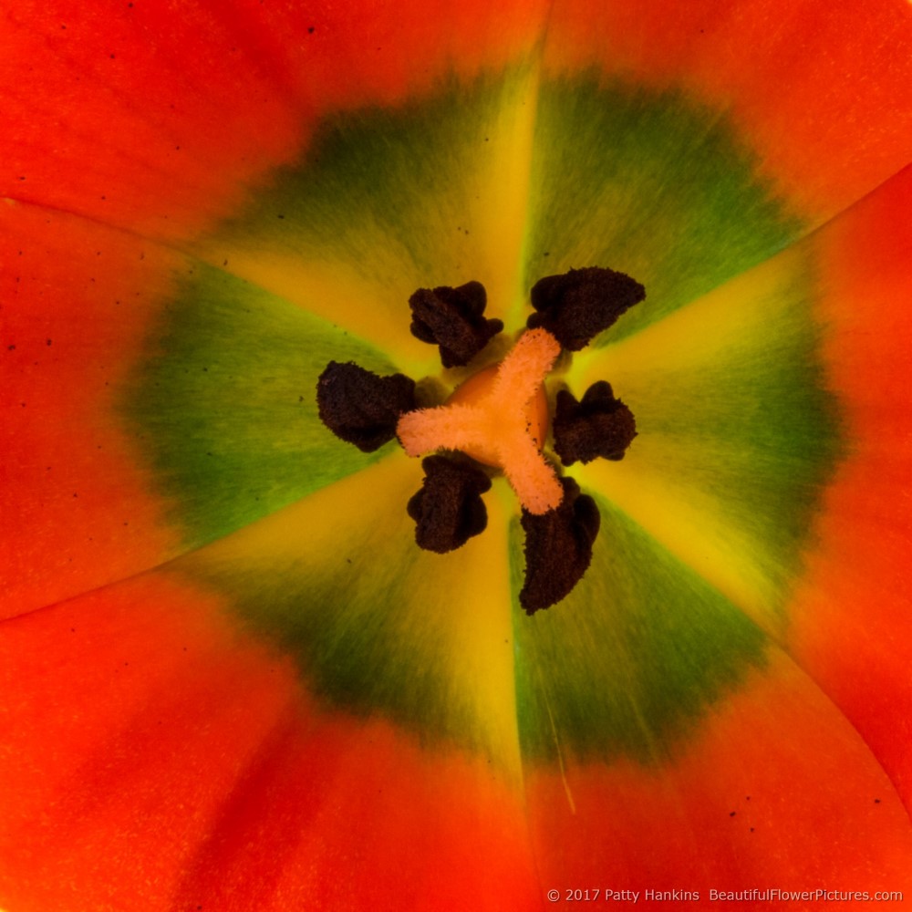 Orange Tulip © 2017 Patty Hankins