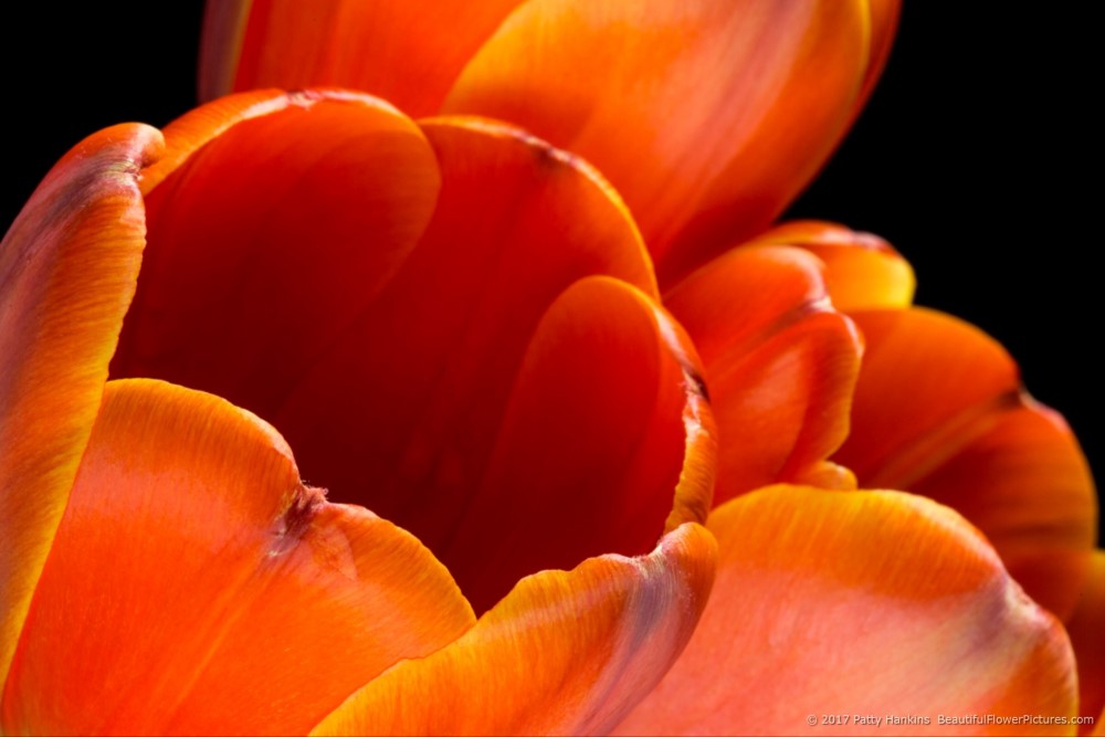 Orange Tulips © 2017 Patty Hankins