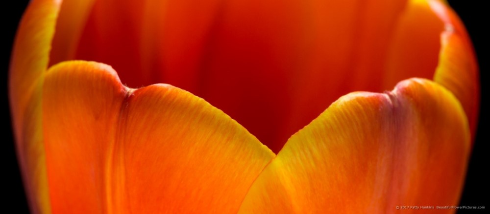 Orange Tulip © 2017 Patty Hankins
