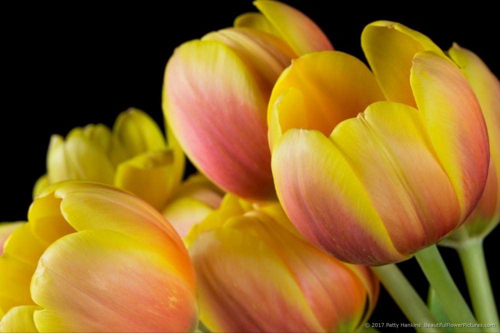 Pink & Yellow Tulips © 2017 Patty Hankins