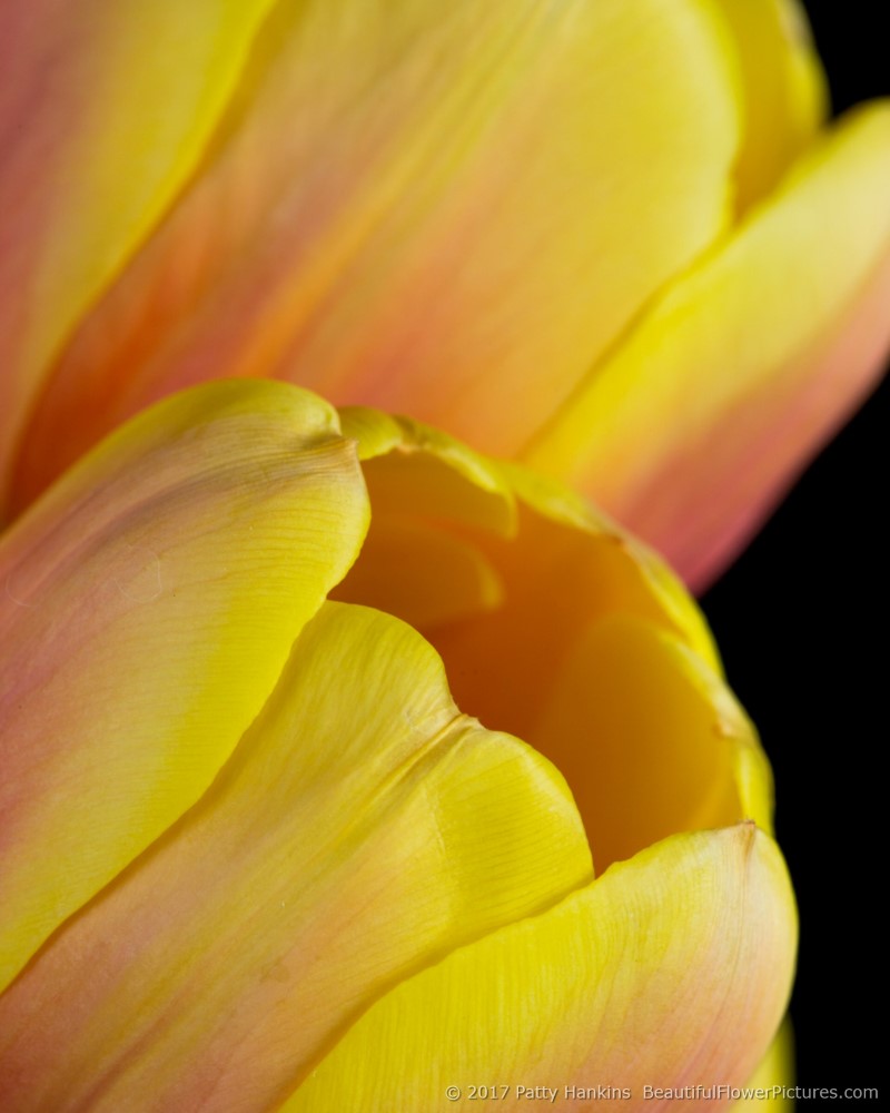Pink & Yellow Tulips © 2017 Patty Hankins