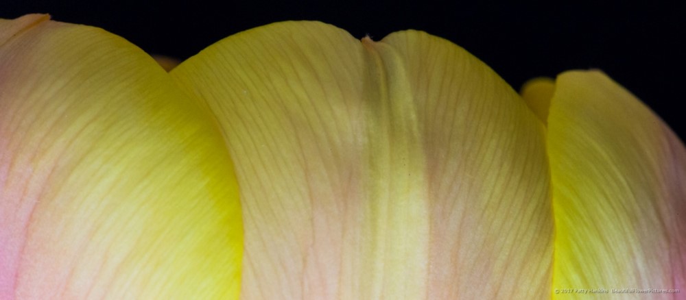 Petals of a Pink & Yellow Tulip © 2017 Patty Hankins