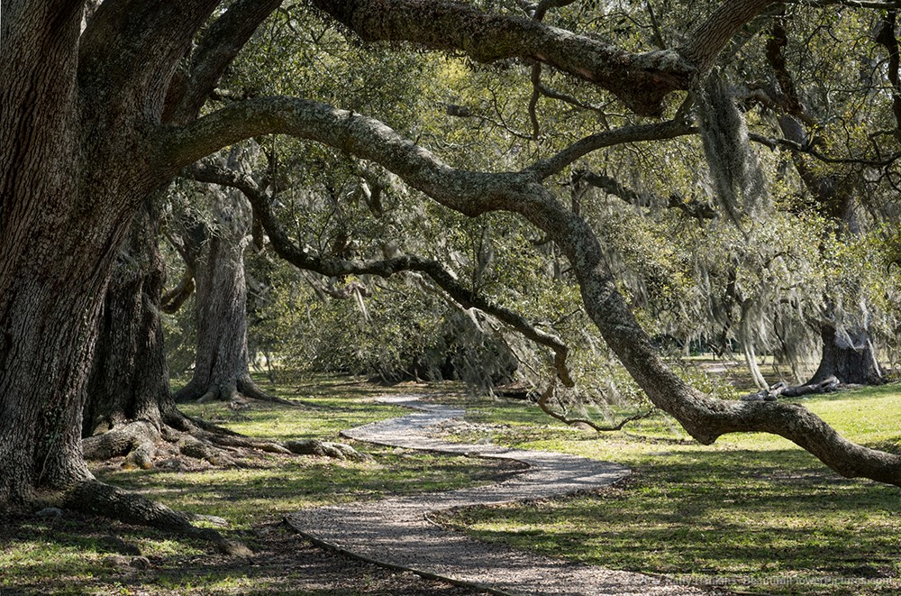 Live Oak Trees, Audubon Park, New Orleans © 2017 Patty Hankins