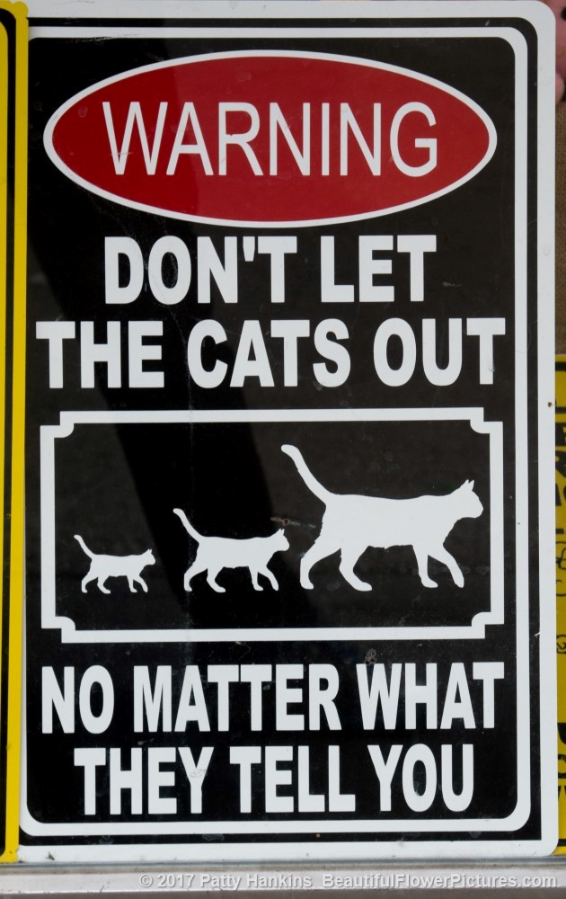 Don't Let the Cats Out Sign, New Orleans © 2017 Patty Hankins