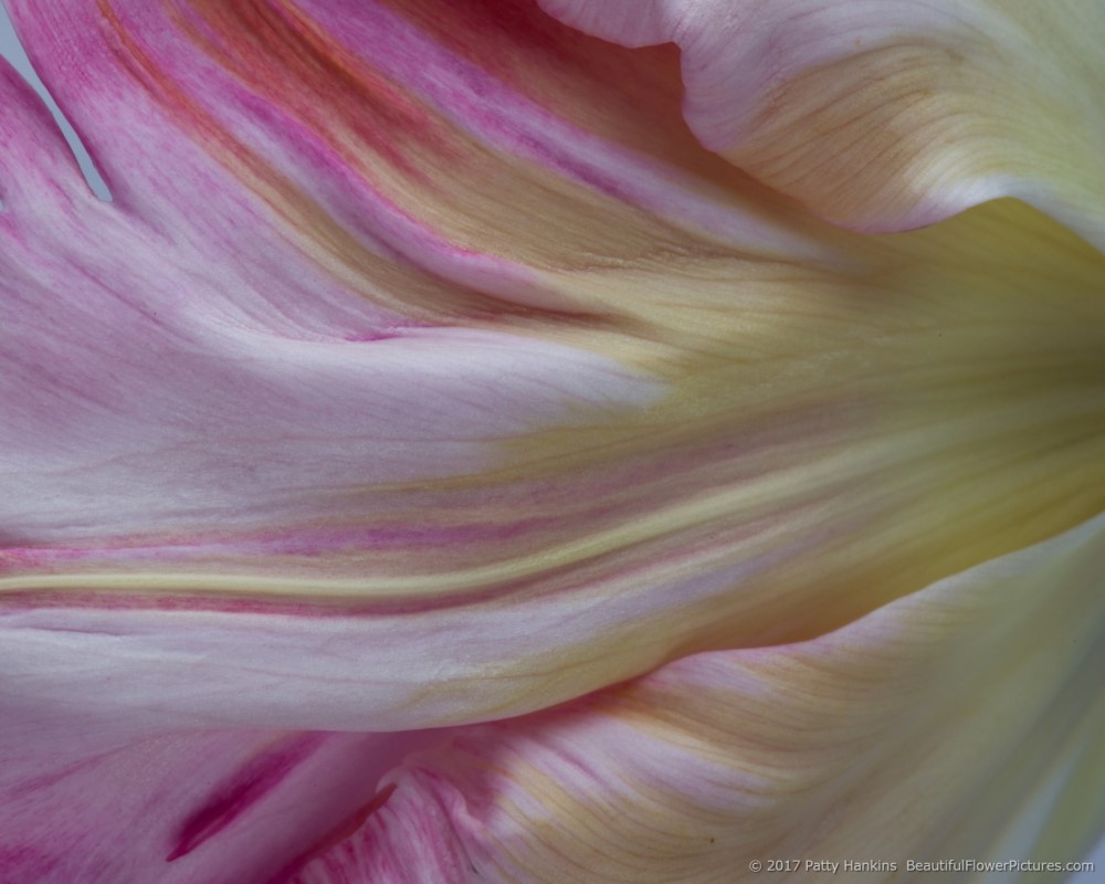 Light Pink Van Dyke Tulip Petal © 2017 Patty Hankins