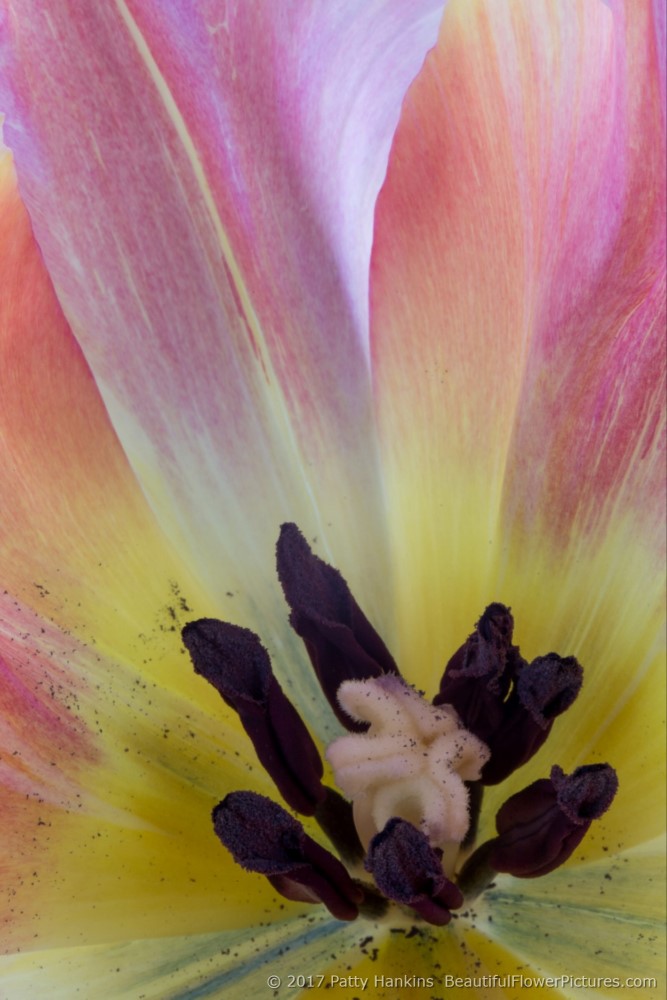 Light Pink Van Dyke Tulip  © 2017 Patty Hankins