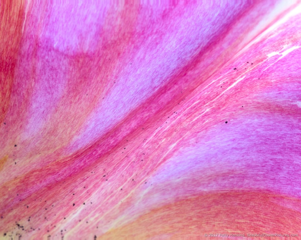 Light Pink Van Dyke Tulip  Petal © 2017 Patty Hankins