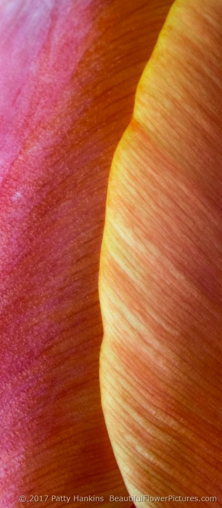 Orange, Pink & Yellow Tulip © 2017 Patty Hankins
