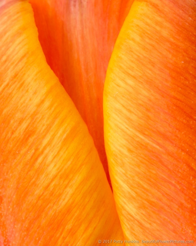 Orange & Yellow Tulip © 2017 Patty Hankins