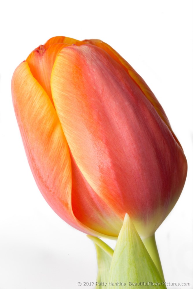 Orange, Pink, Coral & Yellow Tulip © 2017 Patty Hankins