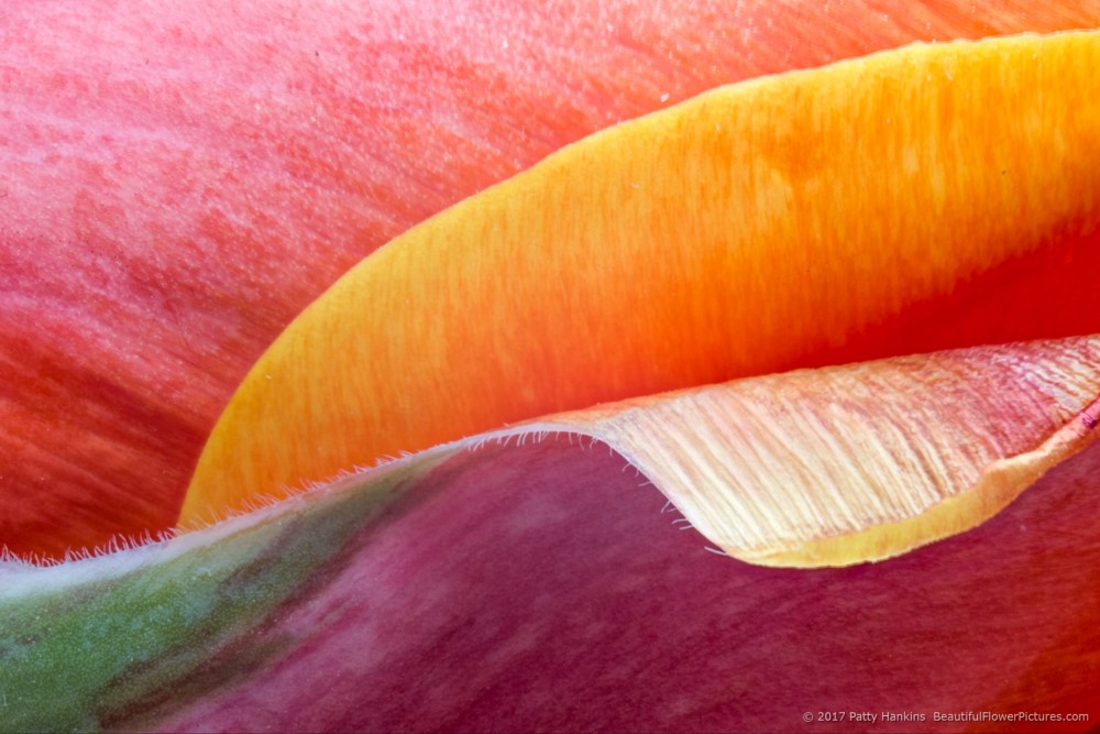 Orange, Pink, Peach, Coral, Green, & Yellow Tulip © 2017 Patty Hankins