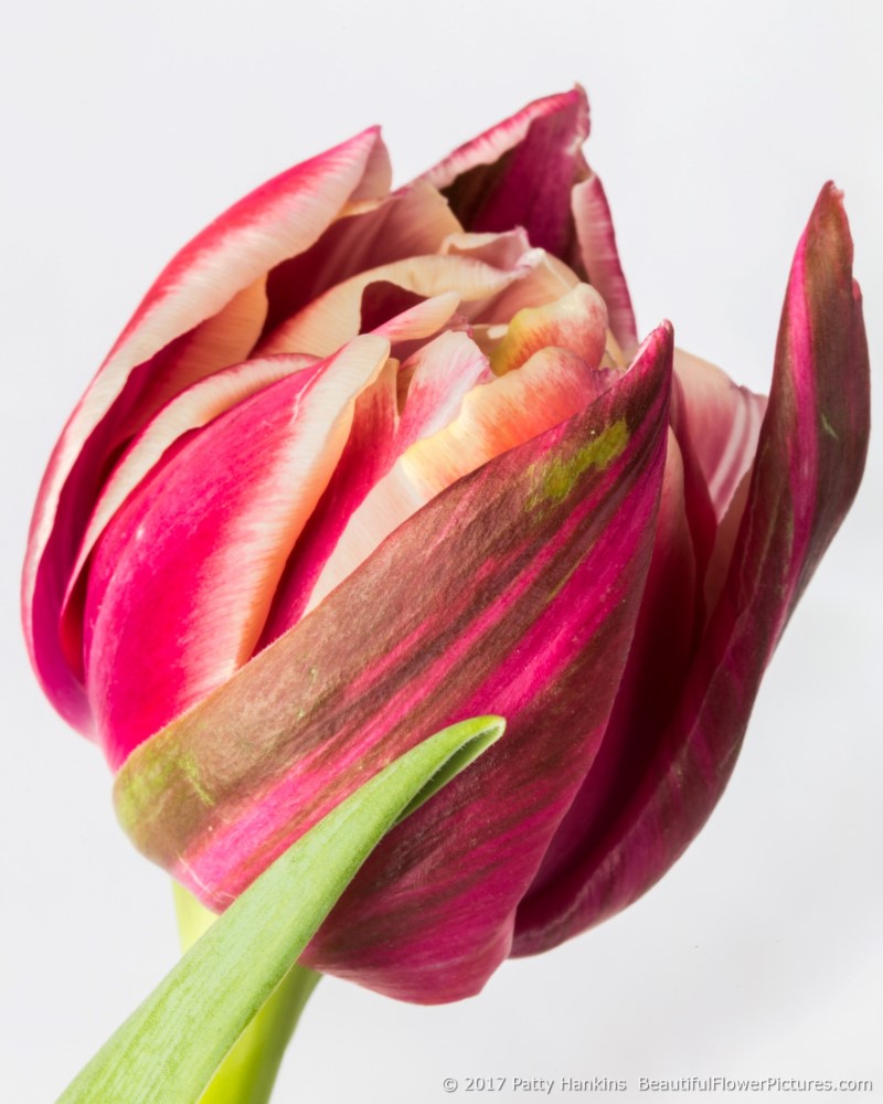 Pink & White Tulip © 2017 Patty Hankins