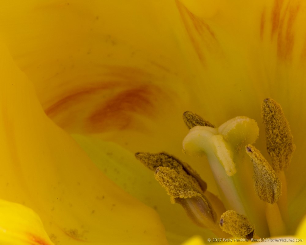 Yellow Tulip © 2017 Patty Hankins