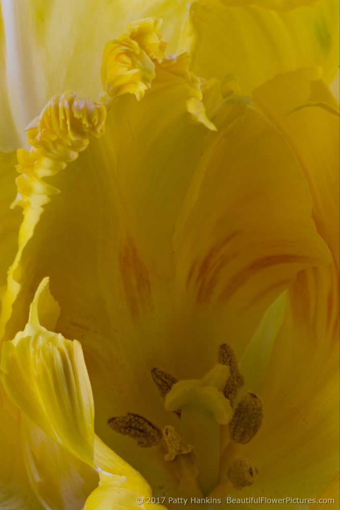 Yellow Tulip © 2017 Patty Hankins