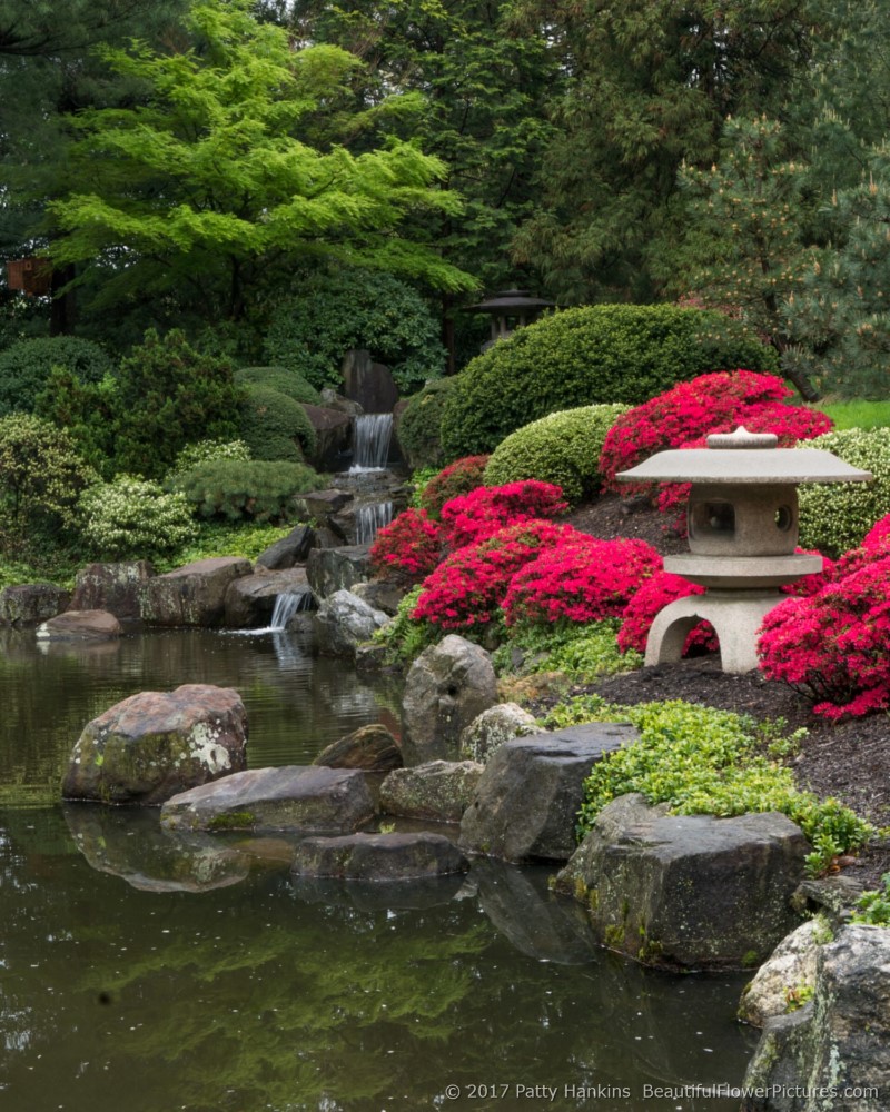 Shofuso Japanese Gardens, Philadelphia, PA © 2017 Patty Hankins