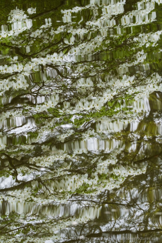 Dogwood Reflections, Shofuso Japanese Gardens, Philadelphia, PA © 2017 Patty Hankins 